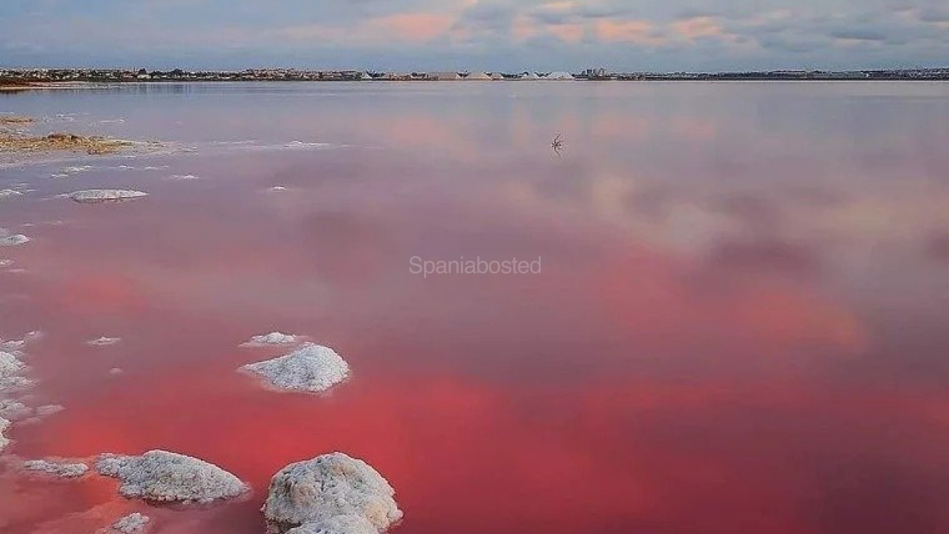 New Build - Apartment -
Torrevieja