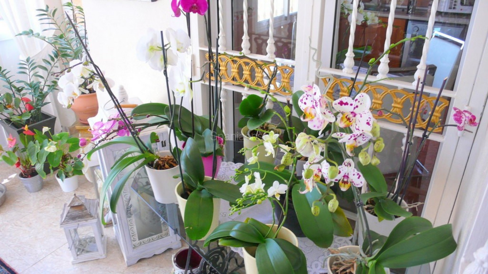 Resale - Finca Country Property -
Dolores