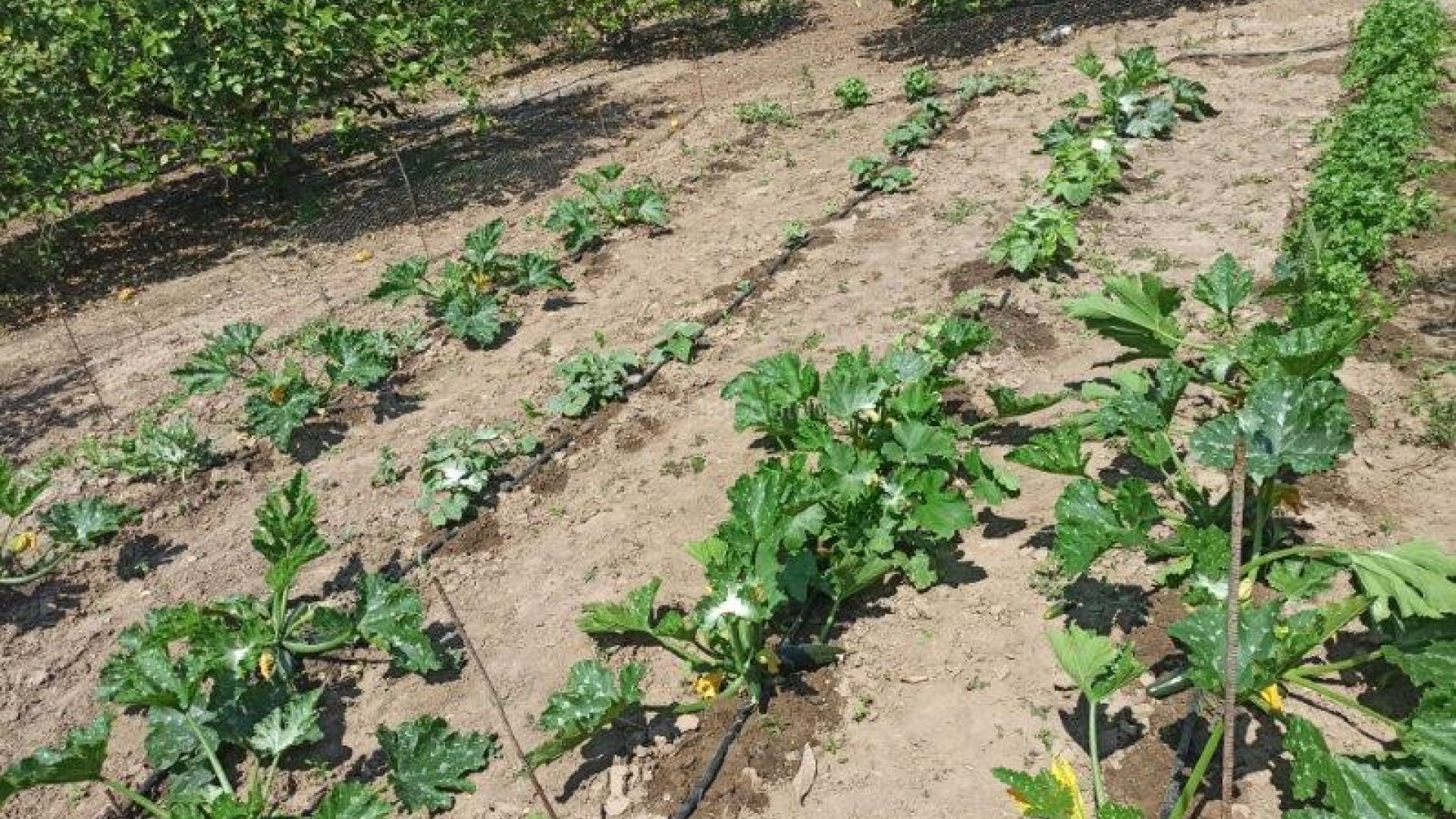 Resale - Finca Country Property -
San Miguel de Salinas