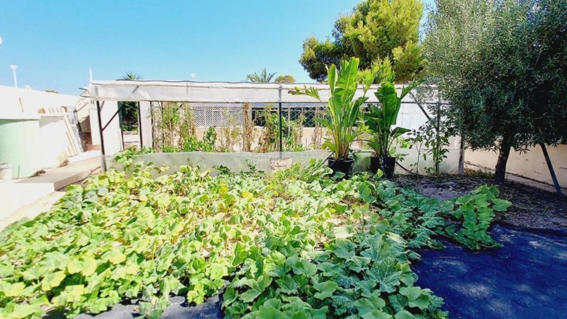 Resale - Villa -
Campoamor