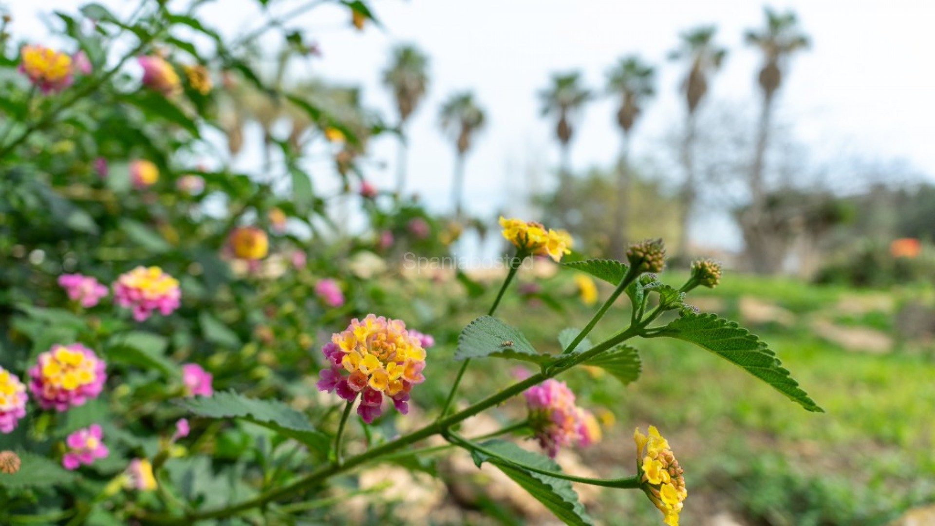 Resale - Villa -
Torrevieja - Los Altos